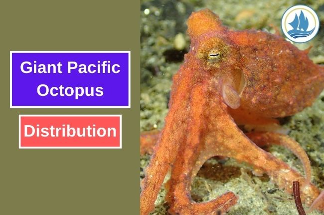 The Remarkable Range of Giant Pacific Octopus Distribution 